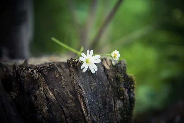 Flores brancas em um toco de árvore em um contexto da natureza . — Fotografia de Stock