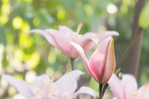 Pink lily opening bud. — Stock Photo, Image