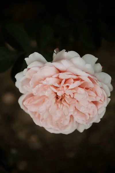 Peach Color Roses Concept Nature Wallpaper — Φωτογραφία Αρχείου