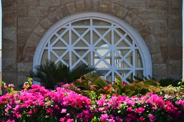 Pencerenin altında güzel kırmızı çiçekler, Mısır