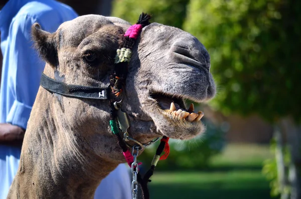 Dişleri olan deve surat, Mısır