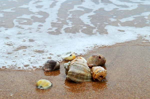 Sahilde deniz kabukları, okyanus kıyıları, kumsalda kum.