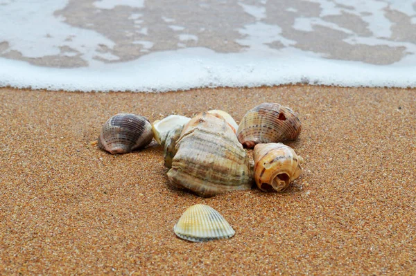 Sahilde deniz kabukları, okyanus kıyıları, kumsalda kum.