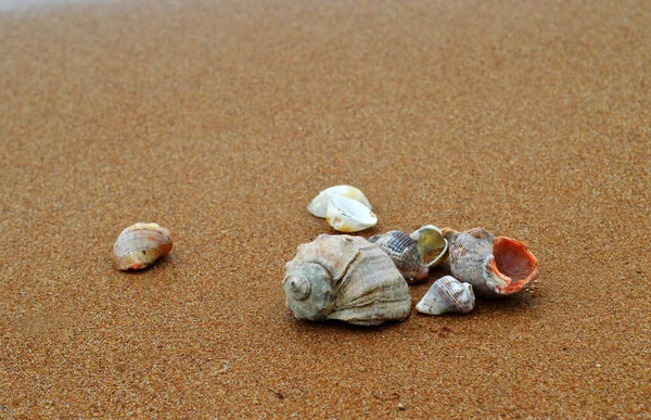 Sahilde deniz kabukları, okyanus kıyıları, kumsalda kum.