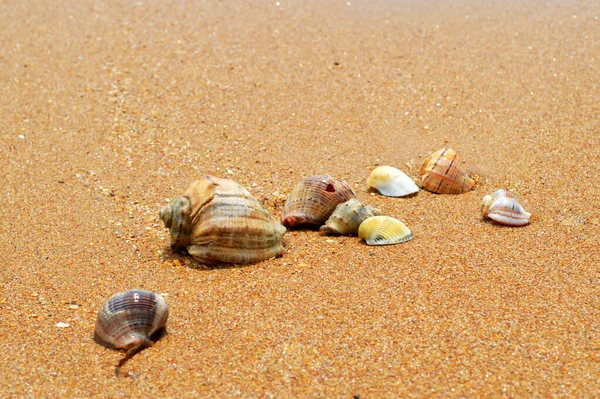 Sahilde deniz kabukları, okyanus kıyıları, kumsalda kum.