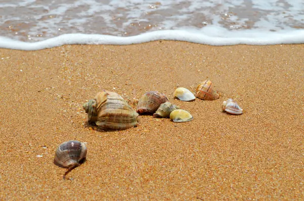 Sahilde deniz kabukları, okyanus kıyıları, kumsalda kum.