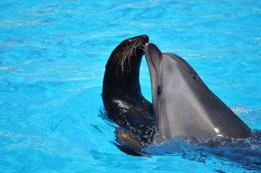 Yunuslar ve deniz aslanları, dofinli yüzme havuzu.