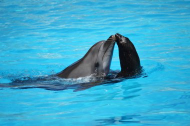 Yunuslar ve deniz aslanları, dofinli yüzme havuzu.
