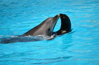 Yunuslar ve deniz aslanları, dofinli yüzme havuzu.