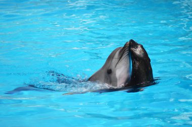 Yunuslar ve deniz aslanları, dofinli yüzme havuzu.