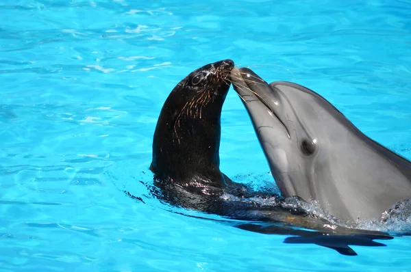 Delfines Lobos Marinos Piscina Con Dophin — Foto de Stock