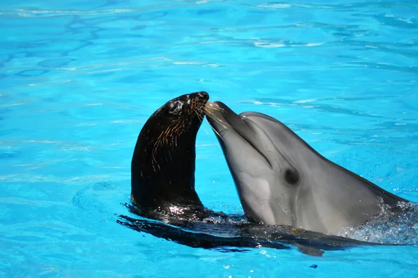 Delfines Lobos Marinos Piscina Con Dophin — Foto de Stock