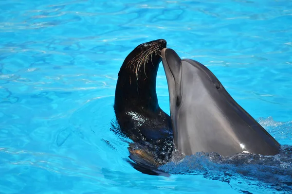 Yunuslar ve deniz aslanları, dofinli yüzme havuzu.