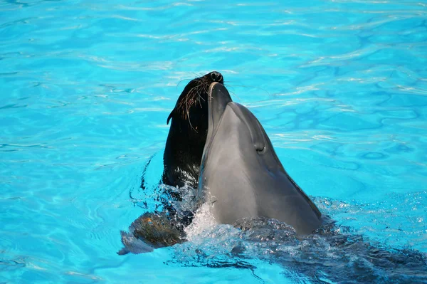 海豚与海狮 游泳池与多芬 — 图库照片