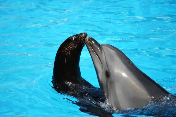 Yunuslar ve deniz aslanları, dofinli yüzme havuzu.