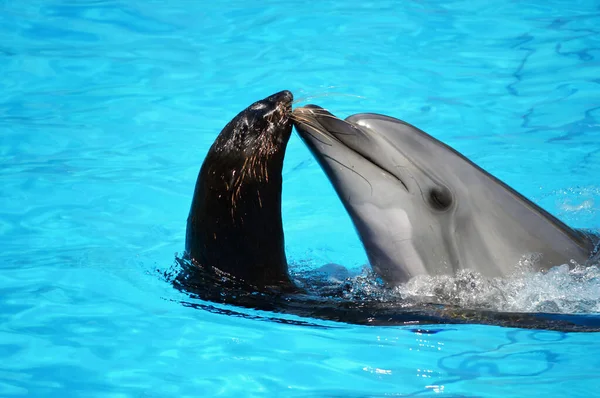 Yunuslar ve deniz aslanları, dofinli yüzme havuzu.
