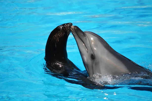 Delfines Lobos Marinos Piscina Con Dophin — Foto de Stock