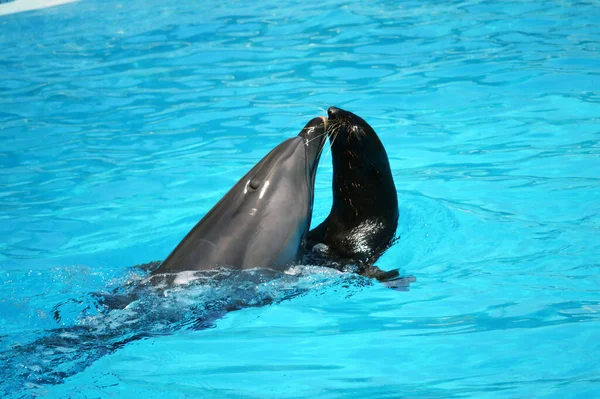 Delfines Lobos Marinos Piscina Con Dophin — Foto de Stock