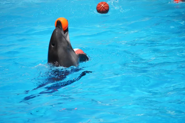 Tatlı yunuslar top havuzunda oynuyor, bir sürü yunus ve yunuslar gülümsüyor.