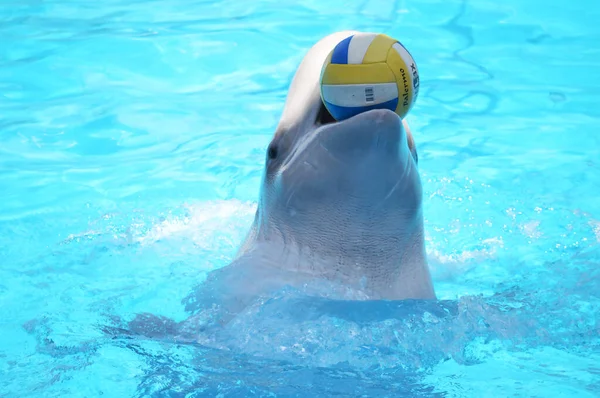 Tatlı yunuslar top havuzunda oynuyor, bir sürü yunus ve yunuslar gülümsüyor.