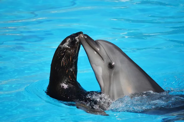 Yunuslar ve deniz aslanları, dofinli yüzme havuzu.