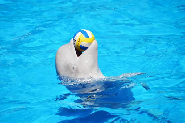 Tatlı yunuslar top havuzunda oynuyor, bir sürü yunus ve yunuslar gülümsüyor.