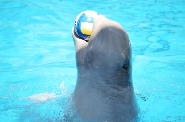 Tatlı yunuslar top havuzunda oynuyor, bir sürü yunus ve yunuslar gülümsüyor.