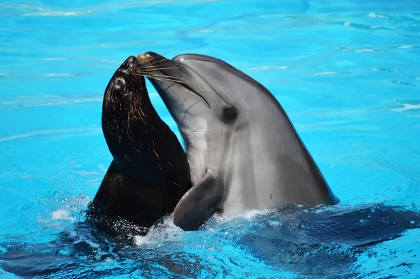 Delfines Lobos Marinos Piscina Con Dophin — Foto de Stock