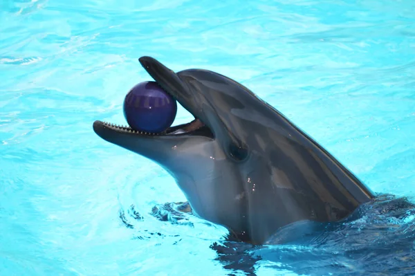 Tatlı yunuslar top havuzunda oynuyor, bir sürü yunus ve yunuslar gülümsüyor.