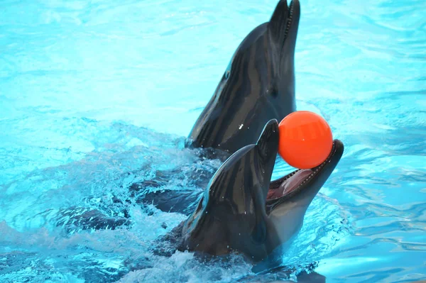 Tatlı yunuslar top havuzunda oynuyor, bir sürü yunus ve yunuslar gülümsüyor.