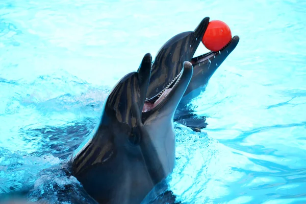 Delfines Lindos Están Jugando Piscina Pelota Muchos Delfines Delfines Sonríen — Foto de Stock