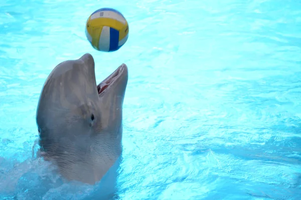 Tatlı yunuslar top havuzunda oynuyor, bir sürü yunus ve yunuslar gülümsüyor.