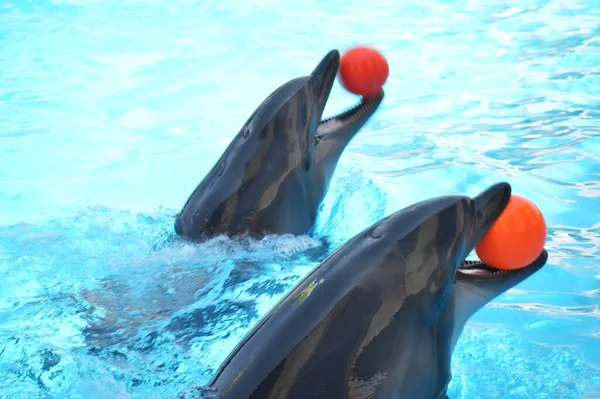 Tatlı yunuslar top havuzunda oynuyor, bir sürü yunus ve yunuslar gülümsüyor.