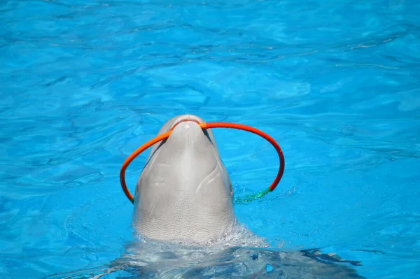 Tatlı yunuslar top havuzunda oynuyor, bir sürü yunus ve yunuslar gülümsüyor.