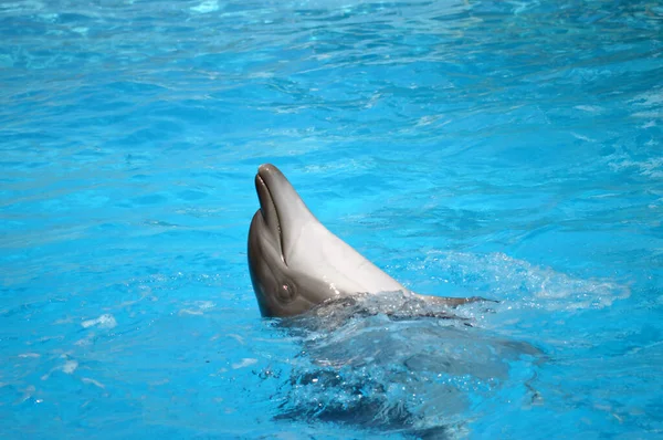 Delfini Carini Stanno Giocando Nella Piscina Palla Molti Delfini Delfini — Foto Stock