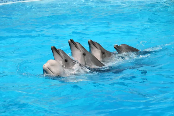 Милые Дельфины Играют Бассейне Мяч Многие Дельфины Дельфины Улыбка — стоковое фото