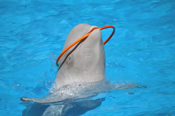 Tatlı yunuslar top havuzunda oynuyor, bir sürü yunus ve yunuslar gülümsüyor.