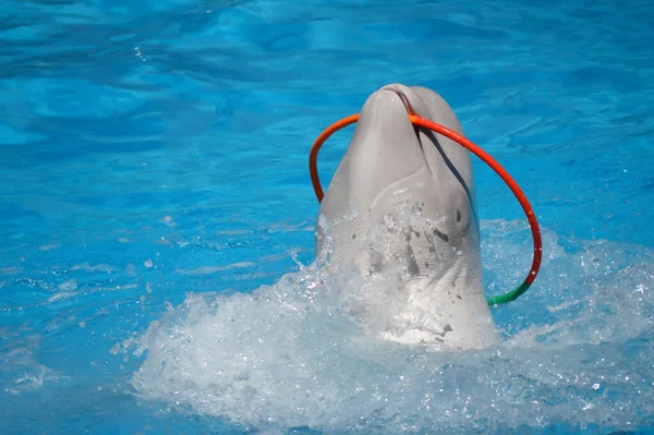 Tatlı yunuslar top havuzunda oynuyor, bir sürü yunus ve yunuslar gülümsüyor.