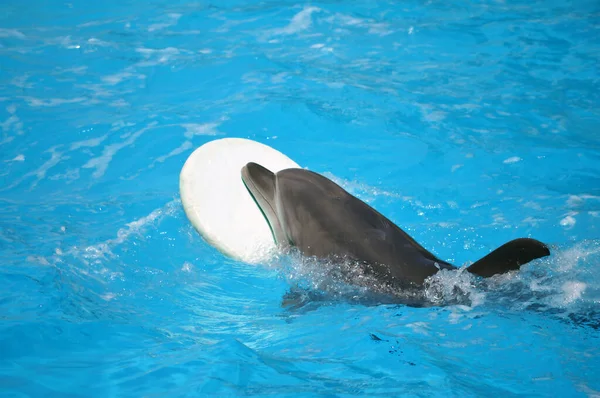 Tatlı yunuslar top havuzunda oynuyor, bir sürü yunus ve yunuslar gülümsüyor.