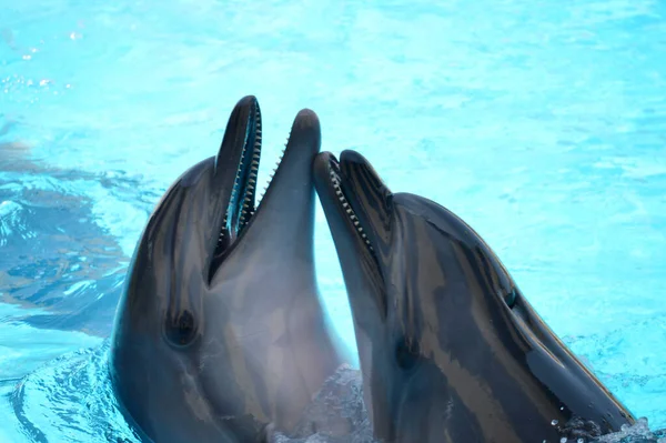 Tatlı yunuslar top havuzunda oynuyor, bir sürü yunus ve yunuslar gülümsüyor.