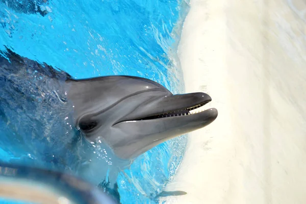 Tatlı yunuslar top havuzunda oynuyor, bir sürü yunus ve yunuslar gülümsüyor.