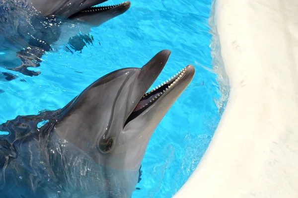 Tatlı yunuslar top havuzunda oynuyor, bir sürü yunus ve yunuslar gülümsüyor.