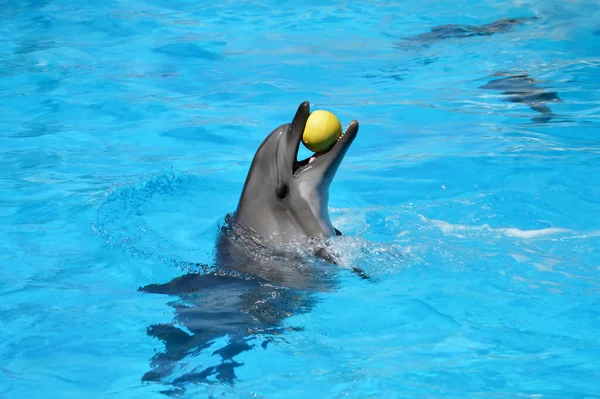 Delfines Lindos Están Jugando Piscina Pelota Muchos Delfines Delfines Sonríen — Foto de Stock