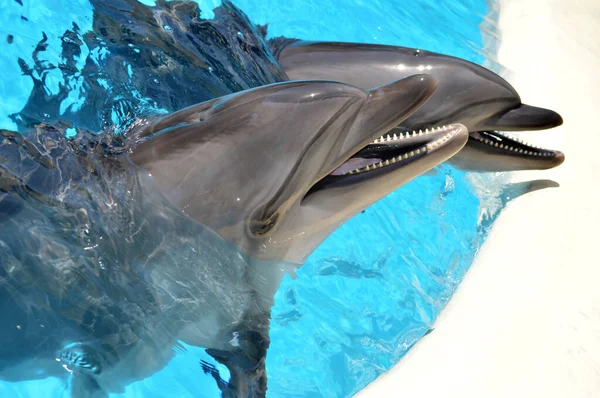 Tatlı yunuslar top havuzunda oynuyor, bir sürü yunus ve yunuslar gülümsüyor.