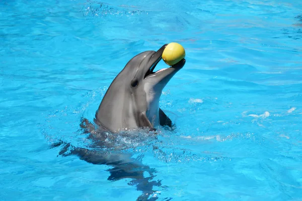 Delfini Carini Stanno Giocando Nella Piscina Palla Molti Delfini Delfini — Foto Stock