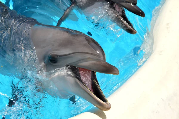 Tatlı yunuslar top havuzunda oynuyor, bir sürü yunus ve yunuslar gülümsüyor.