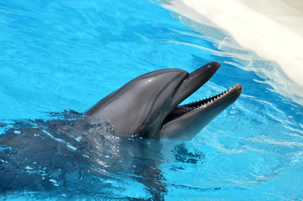 Delfini Carini Stanno Giocando Nella Piscina Palla Molti Delfini Delfini — Foto Stock