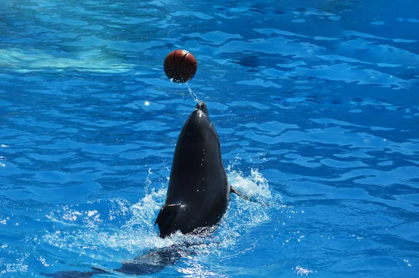 Tatlı yunuslar top havuzunda oynuyor, bir sürü yunus ve yunuslar gülümsüyor.