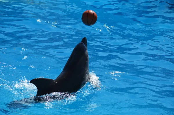 Tatlı yunuslar top havuzunda oynuyor, bir sürü yunus ve yunuslar gülümsüyor.