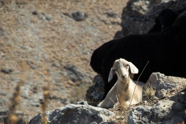 Beyaz koyun dağda yalan